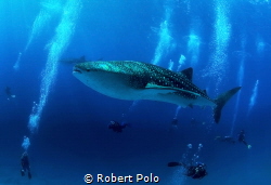 Whale shark surrounded by divers. by Robert Polo 